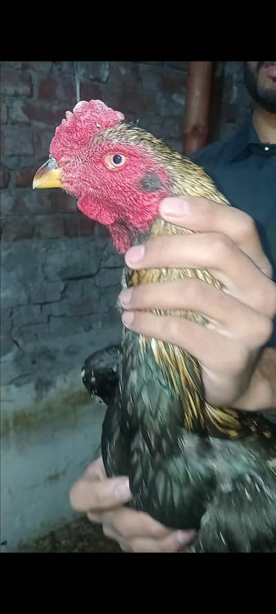 Aseel murga pakistani