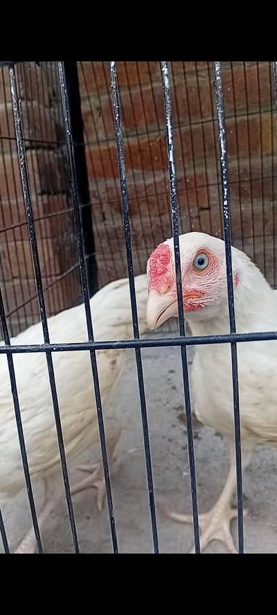 top qulity white heera aseel phatha WhatsApp  0/3/0/0/9/4/0/2/9/4/0