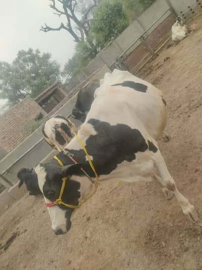 Cow for sale