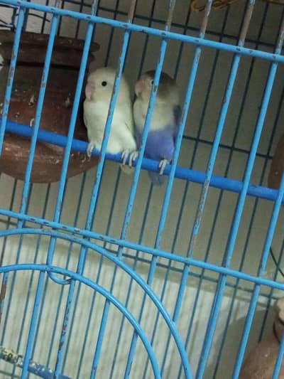 Love bird Breeder Pair For sell