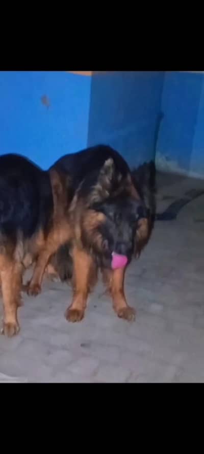 German shepherd Long coat puppies