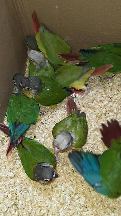 Pineapple / Green Cheeck / Blue Tourquoiz