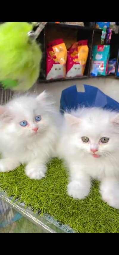 Quality Persian Punch face cat & kitten is 03233614642 WhatsApp