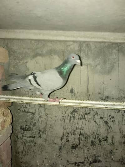 breeder pair exang with other birds