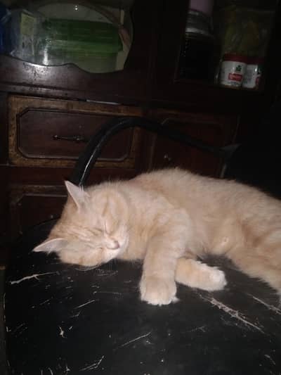 full active double Court