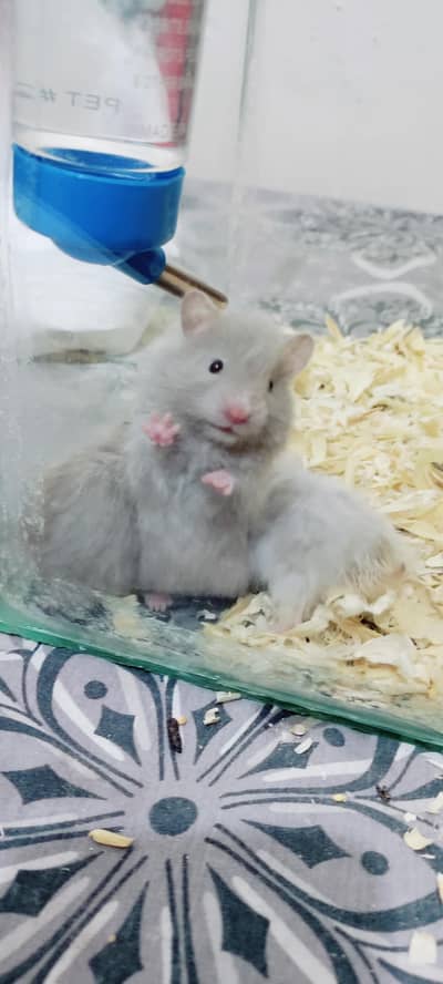 Syrian Hamster Babies