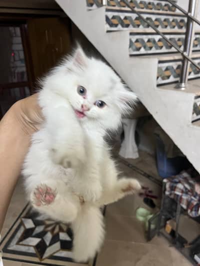 Persian Triple Coat Cat