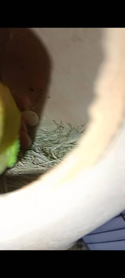 Creamino Albino red eyes