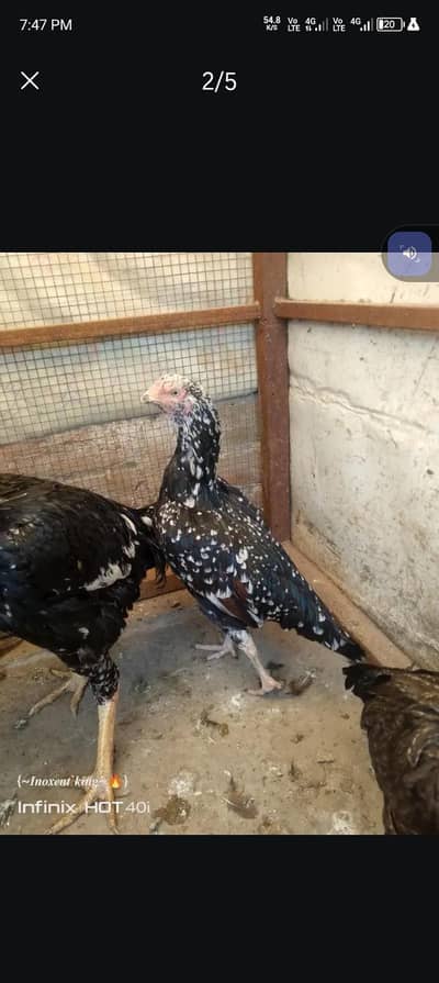 whatsapp 03496589679