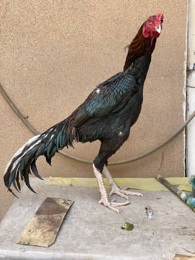 Shamo Aseel male full active and healthy