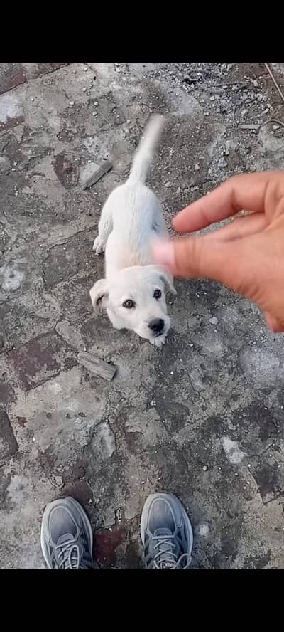 labra male puppy
