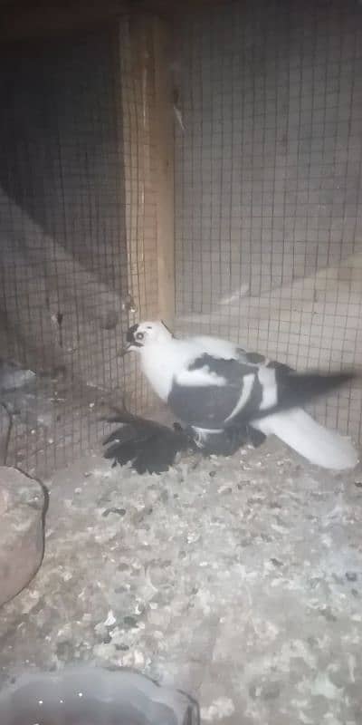 0303.4379963 watsapp no py rabta karaian