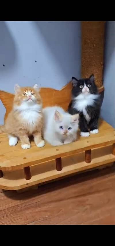 Quality Persian Punch face cat & kitten is 03233614642 WhatsApp