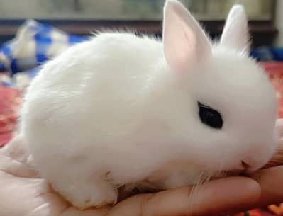 Drawf Hotot Rabbit  Bunny  imported Breed