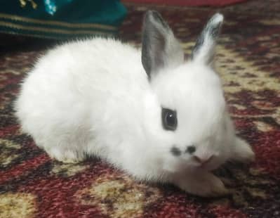 Drawf Hotot Rabbit  Bunny  imported Breed