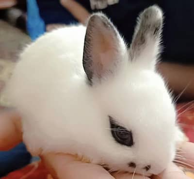 Drawf Hotot Rabbit  Bunny  imported Breed