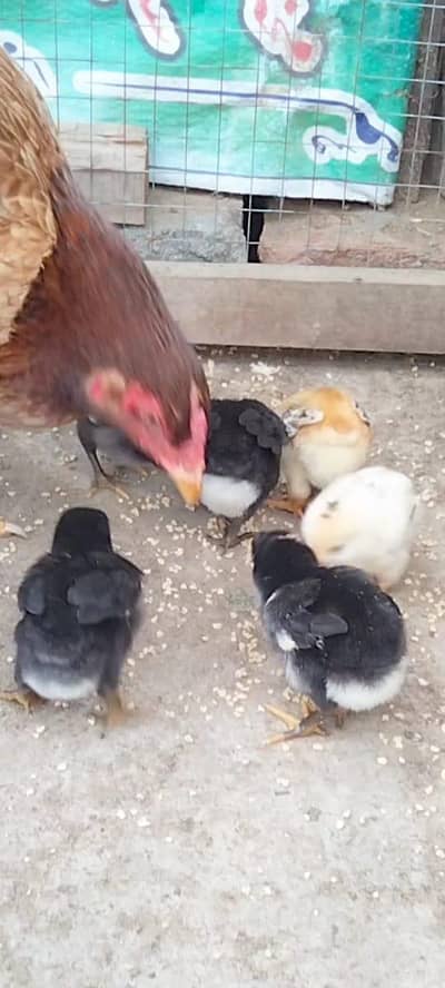 High Quality Chicks with hen available