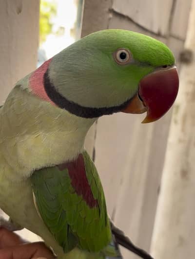 raw parrot male