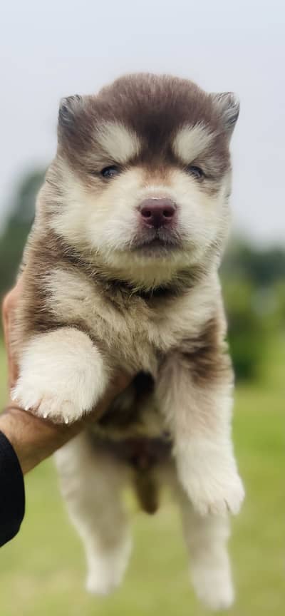 Top Notch Wooly Coat Siberian Husky Puppies