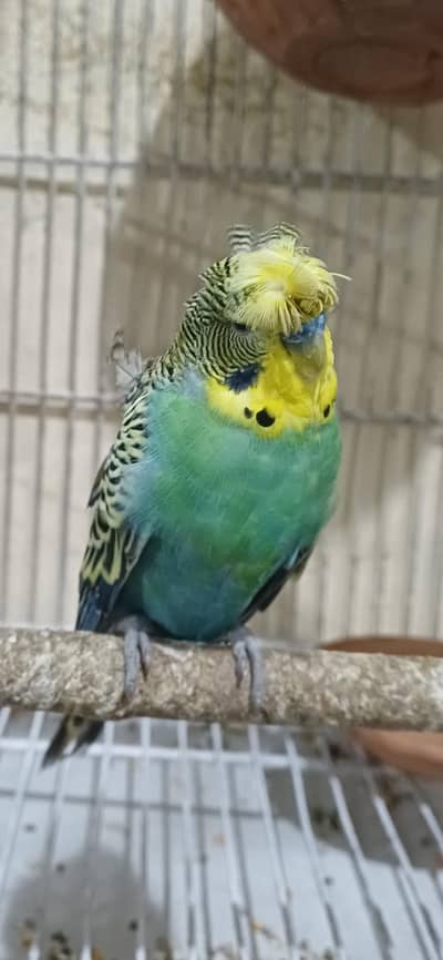 hogoromo dubol flower. full active beautifull pair green colour