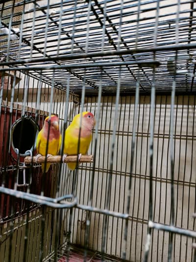 Lotino Breeder Pair Price 2899