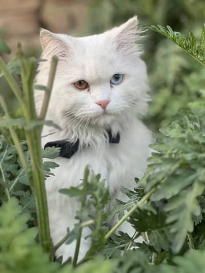 Russian male healthy and active  bilkul ok ha