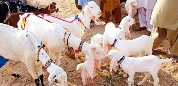Arjun Puri desi bakri sale qurbani ke liye janwar WhatsApp032449025203