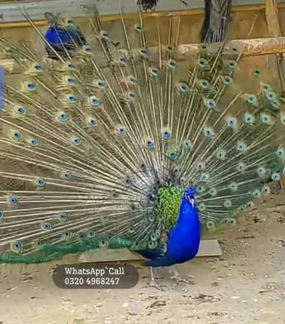 Blue Peacock For Sale