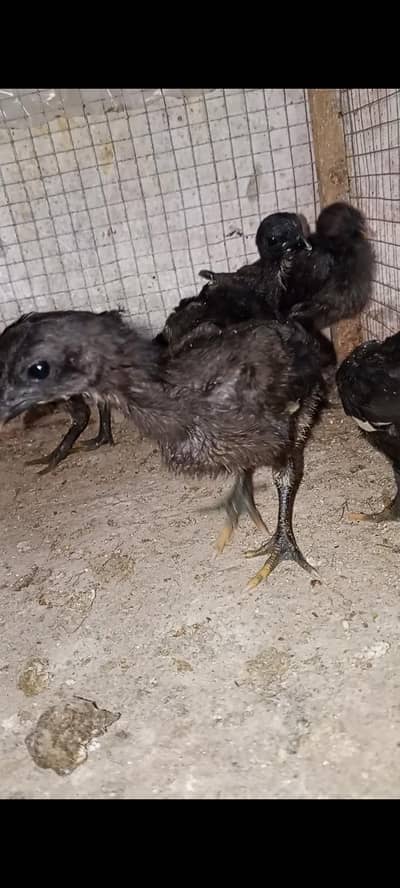 Thai dragon chick 03014237451 call me