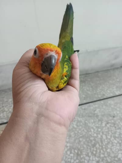 Sun conure tame parrot for sell.
