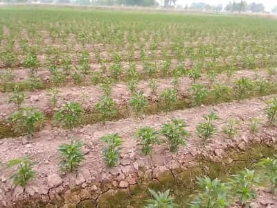 agriculture Zameen for sale