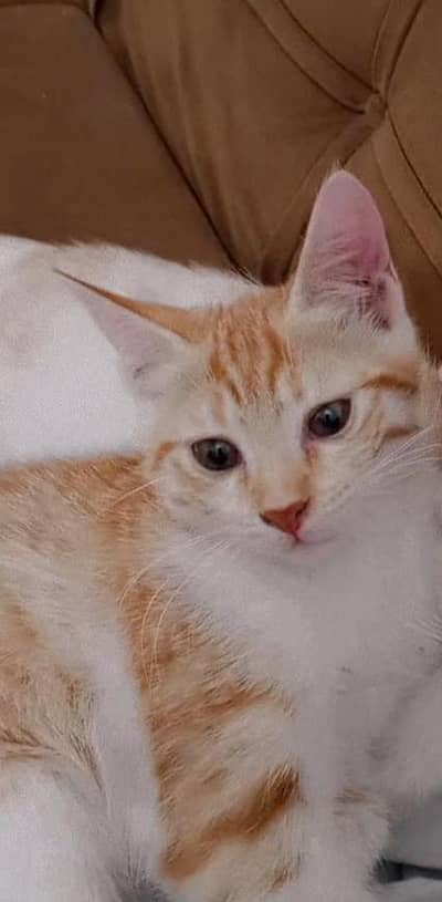 playful kittens, healthy and litter trained , Ready for new home