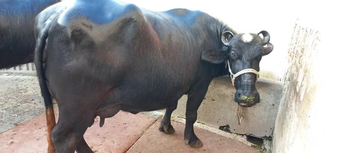 buffalo for sale milk 16kg