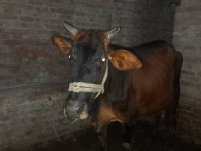 ایک عدد گاؤ فور سیل ہے دودھ اس کا چھ سات کلو ہے دوسرا سوا ہے قیمت اس