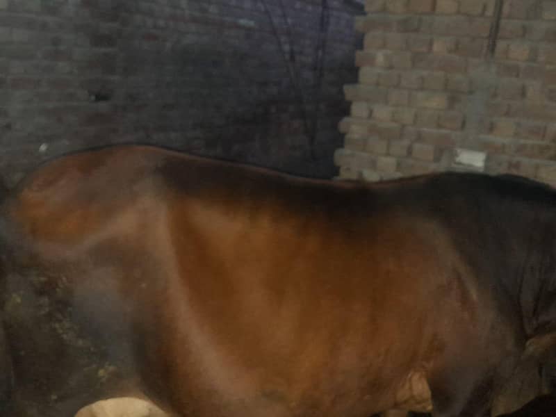 ایک عدد گاؤ فور سیل ہے دودھ اس کا چھ سات کلو ہے دوسرا سوا ہے قیمت اس 1