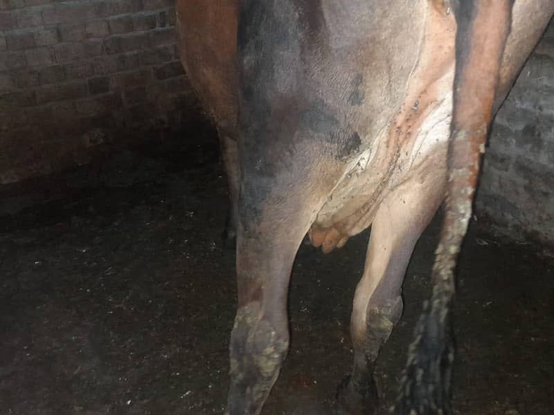 ایک عدد گاؤ فور سیل ہے دودھ اس کا چھ سات کلو ہے دوسرا سوا ہے قیمت اس 2