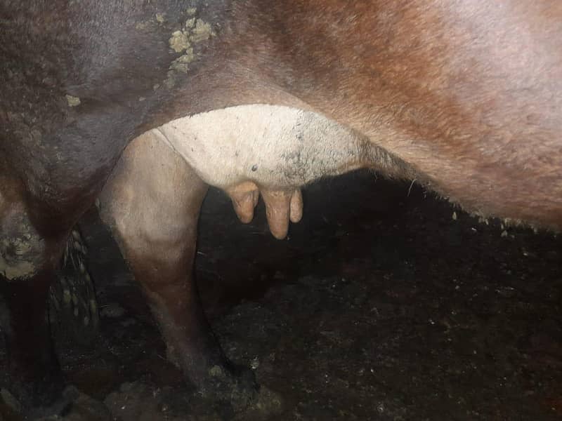 ایک عدد گاؤ فور سیل ہے دودھ اس کا چھ سات کلو ہے دوسرا سوا ہے قیمت اس 3