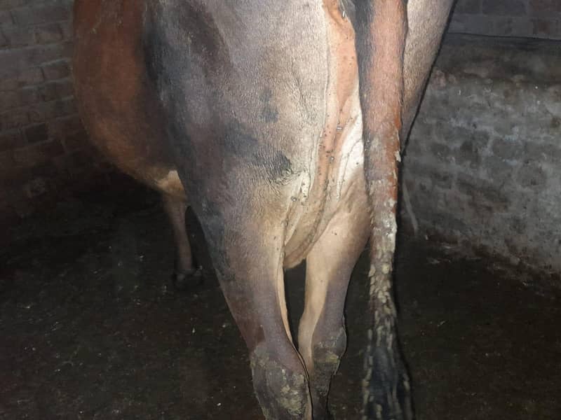 ایک عدد گاؤ فور سیل ہے دودھ اس کا چھ سات کلو ہے دوسرا سوا ہے قیمت اس 4