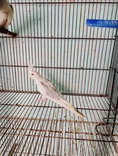 Fellow v pied cockatiel  breeder pair & Cream cocktail breeder pair