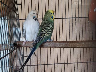 Rainbow Exhibition king and common budgies