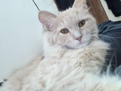 Triple coat Persian cat