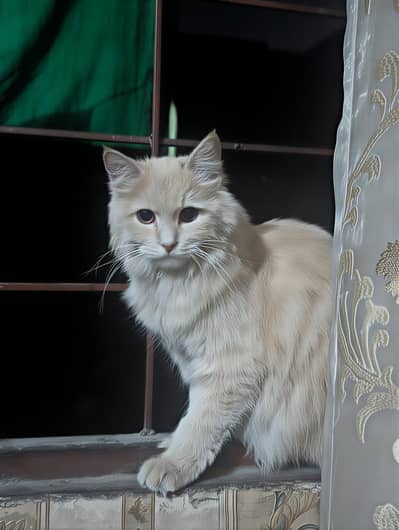 Triple coat Persian cat