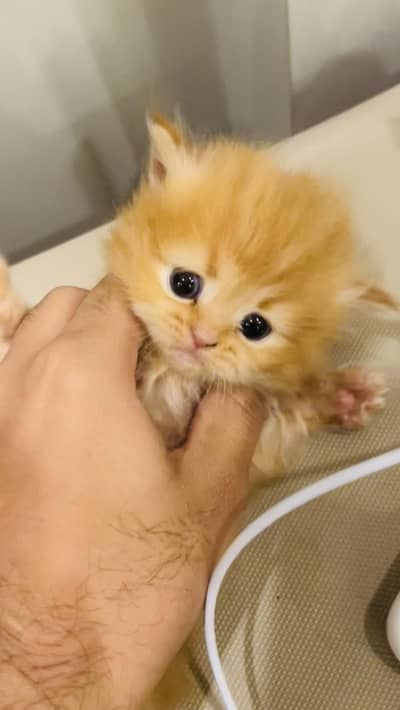 Adorable Kittens Available — Book Now, Pick Up at 8 Weeks!