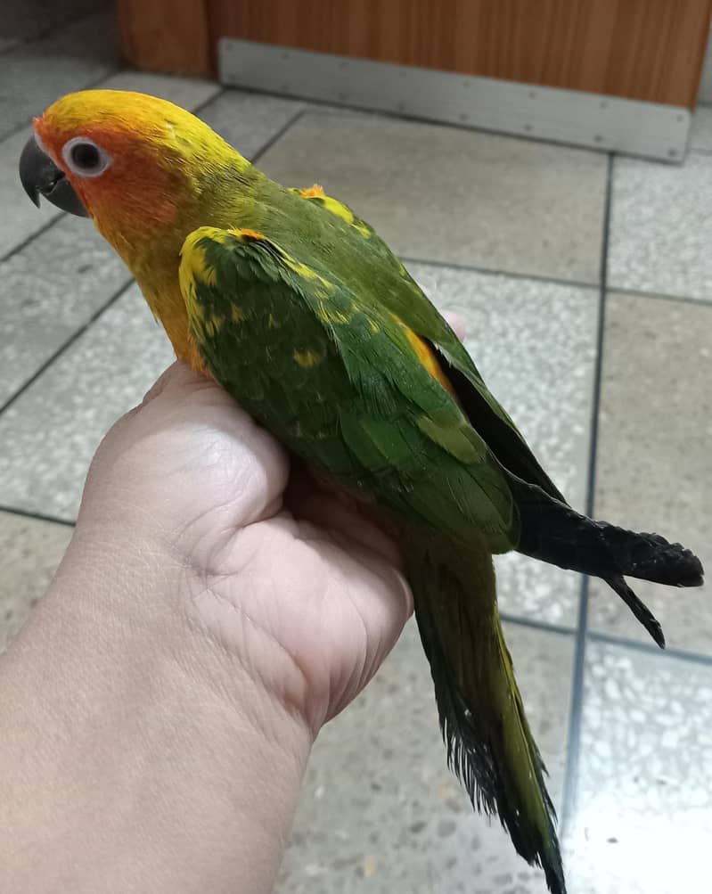 Sun Conure 0