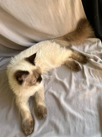 Persian himalayan double coated male kitten