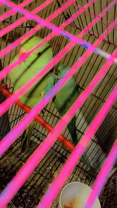 Ring neck parrot pair