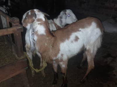 چار عدد بکریاں اور ایک بکرا فور سیل ہے عمر ان کی تقریبا ایک سال قیمتدو