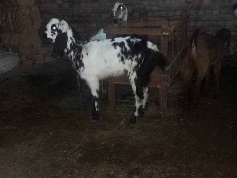 چار عدد بکریاں اور ایک بکرا فور سیل ہے عمر ان کی تقریبا ایک سال قیمتدو 1