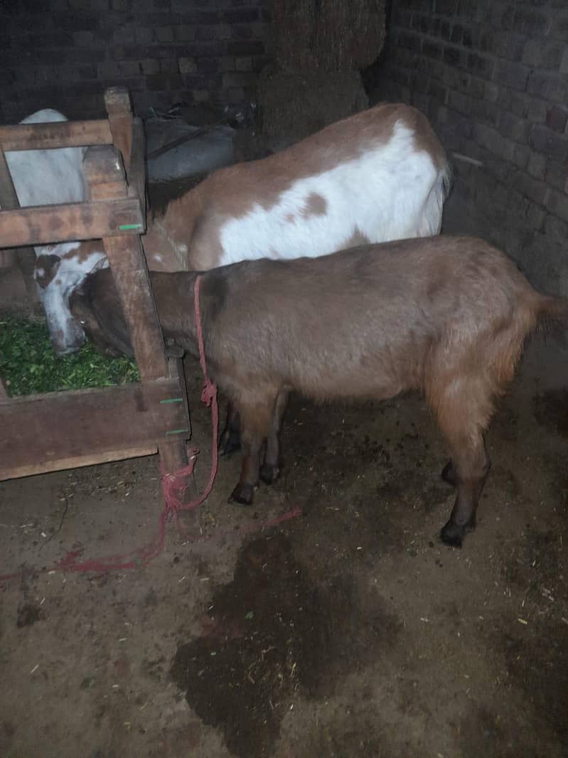 چار عدد بکریاں اور ایک بکرا فور سیل ہے عمر ان کی تقریبا ایک سال قیمتدو 3