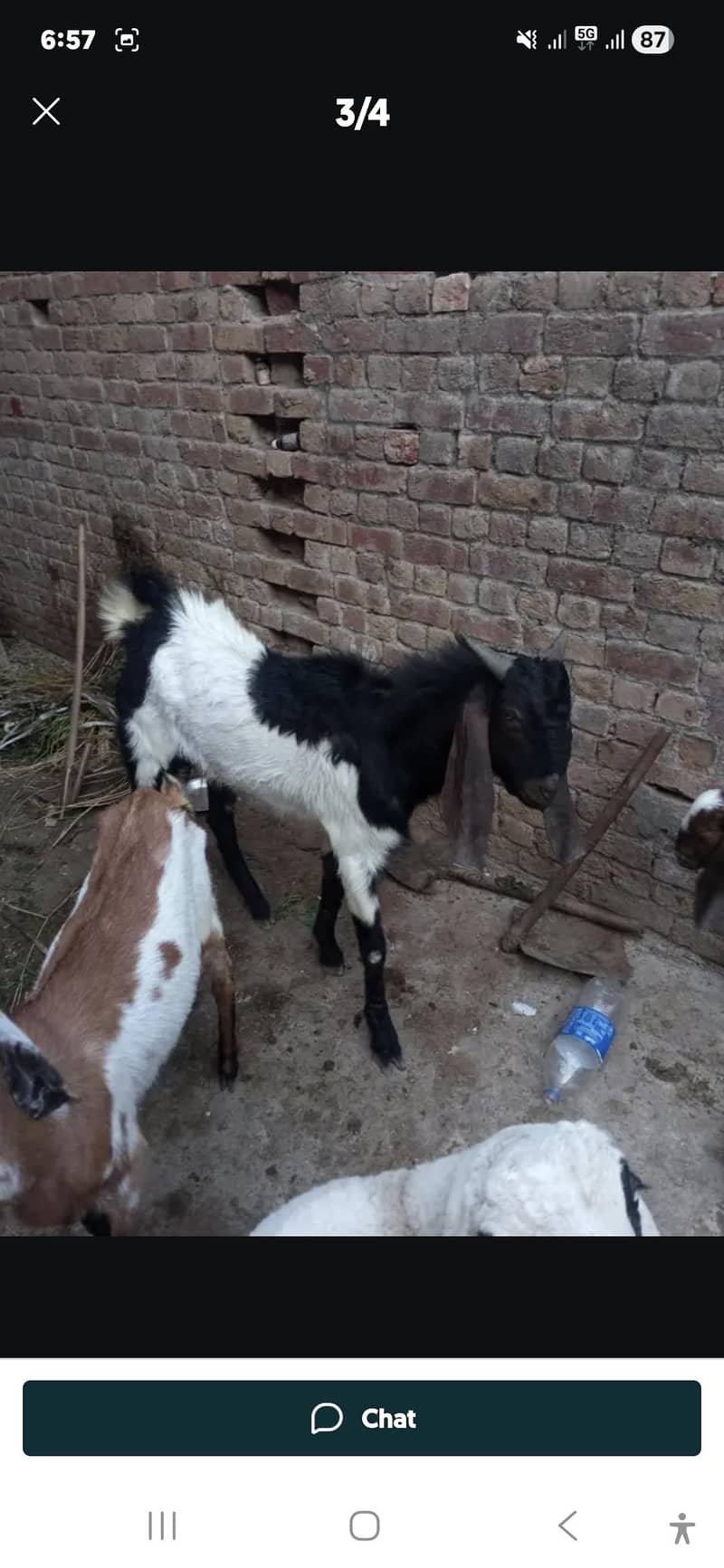 چار عدد بکریاں اور ایک بکرا فور سیل ہے عمر ان کی تقریبا ایک سال قیمتدو 4